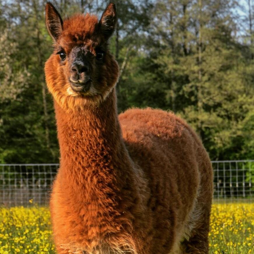 Haiming Niedergerner Alpaka Ranch 아파트 외부 사진